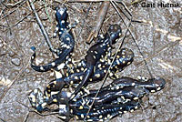 CA Tiger Salamander