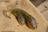 CA Tiger Salamander Larvae