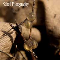 CA Tiger Salamander Eggs