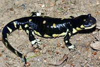 CA Tiger Salamander