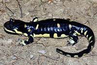 CA Tiger Salamander