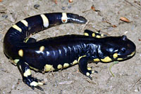 CA Tiger Salamander