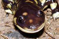 CA Tiger Salamander