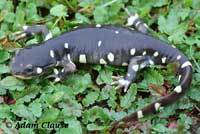 CA Tiger Salamander