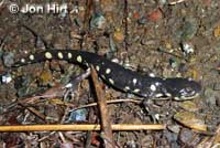 CA Tiger Salamander