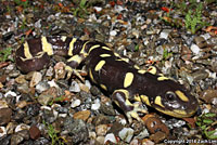 CA Tiger Salamander