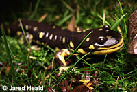 CA Tiger Salamander