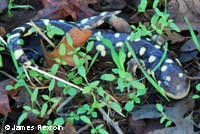 CA Tiger Salamander