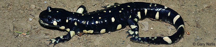 CA Tiger Salamander