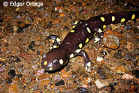 CA Tiger Salamander