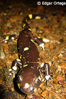 CA Tiger Salamander