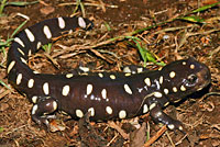 CA Tiger Salamander