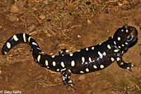 CA Tiger Salamander