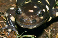 CA Tiger Salamander