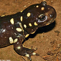 CA Tiger Salamander