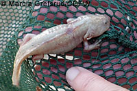 CA Tiger Salamander Egg