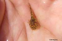 CA Tiger Salamander Larva