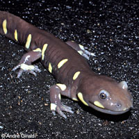 CA Tiger Salamander