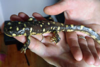 CA Tiger Salamander