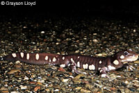 CA Tiger Salamander