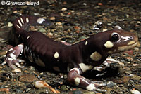 CA Tiger Salamander