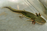 CA Tiger Salamander Larva