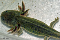 CA Tiger Salamander Larva