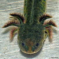 CA Tiger Salamander Larva