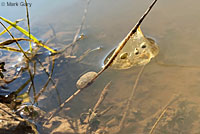 CA Tiger Salamander Egg