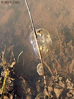 CA Tiger Salamander Egg