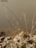 CA Tiger Salamander Egg