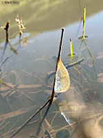 CA Tiger Salamander Egg