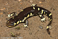 CA Tiger Salamander