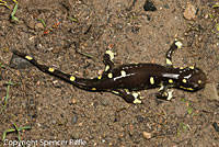 CA Tiger Salamander