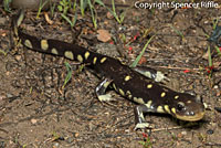 CA Tiger Salamander