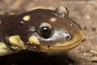 CA Tiger Salamander