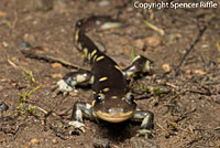 CA Tiger Salamander