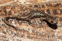 Clouded Salamander