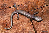 Clouded Salamander