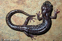 Clouded Salamander