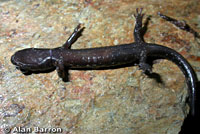 Clouded Salamander