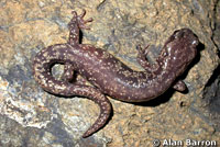 Clouded Salamander