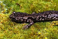 Clouded Salamander