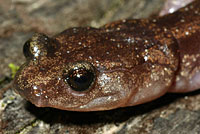 Clouded Salamander