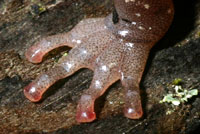 Clouded Salamander