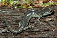 Speckled Black Salamander