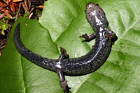 Speckled Black Salamander