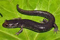 Speckled Black Salamander