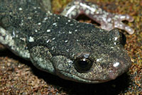 Speckled Black Salamander