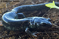 Speckled Black Salamander